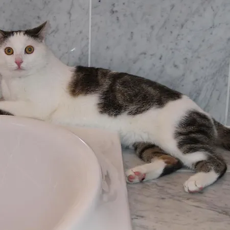 Haralds バド クラインキルヒハイム