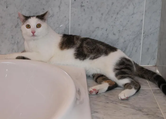 Haralds 巴德小基希海姆